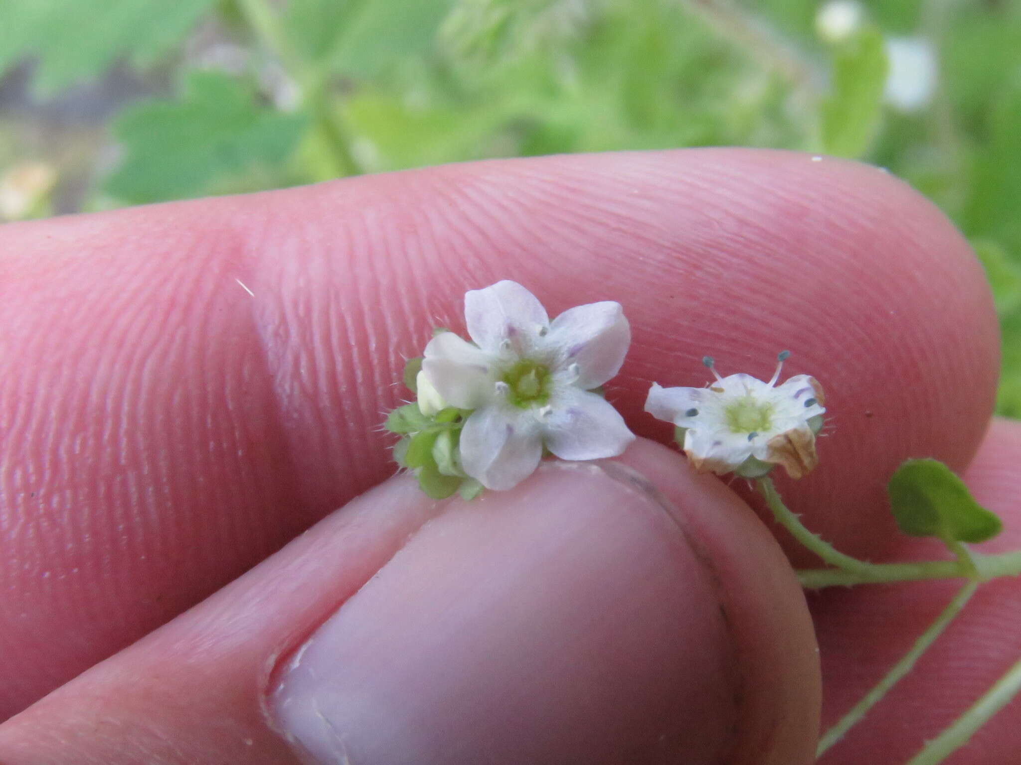 Image of white fiestaflower