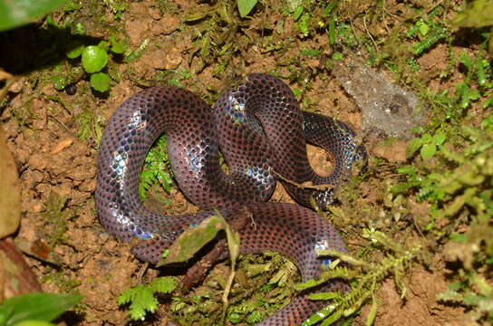 Image of Equatorial Mussurana