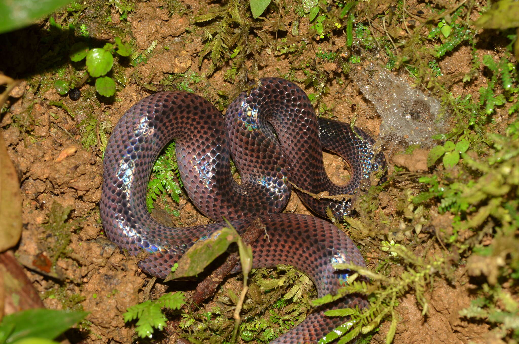 Imagem de Clelia equatoriana (Amaral 1924)