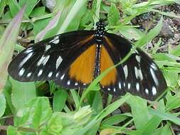 Image of Heliconius hecalesia formosus Bates 1863