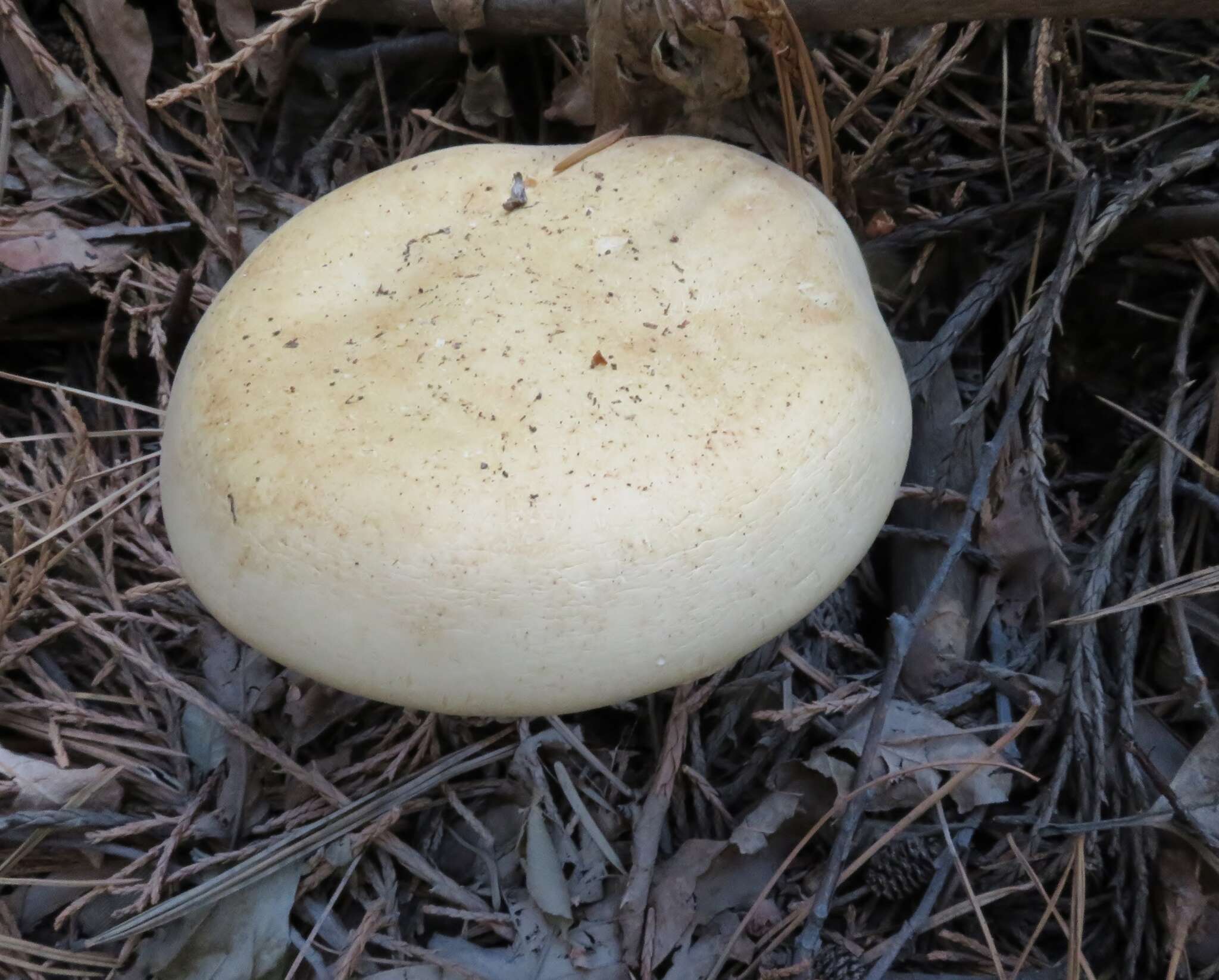 Image of Leucopaxillus albissimus (Peck) Singer 1939