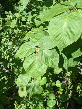 Image of rose blackberry