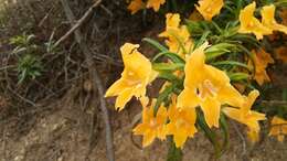 Image of southern bush monkeyflower