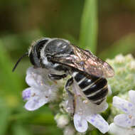 Imagem de Megachile exilis Cresson 1872