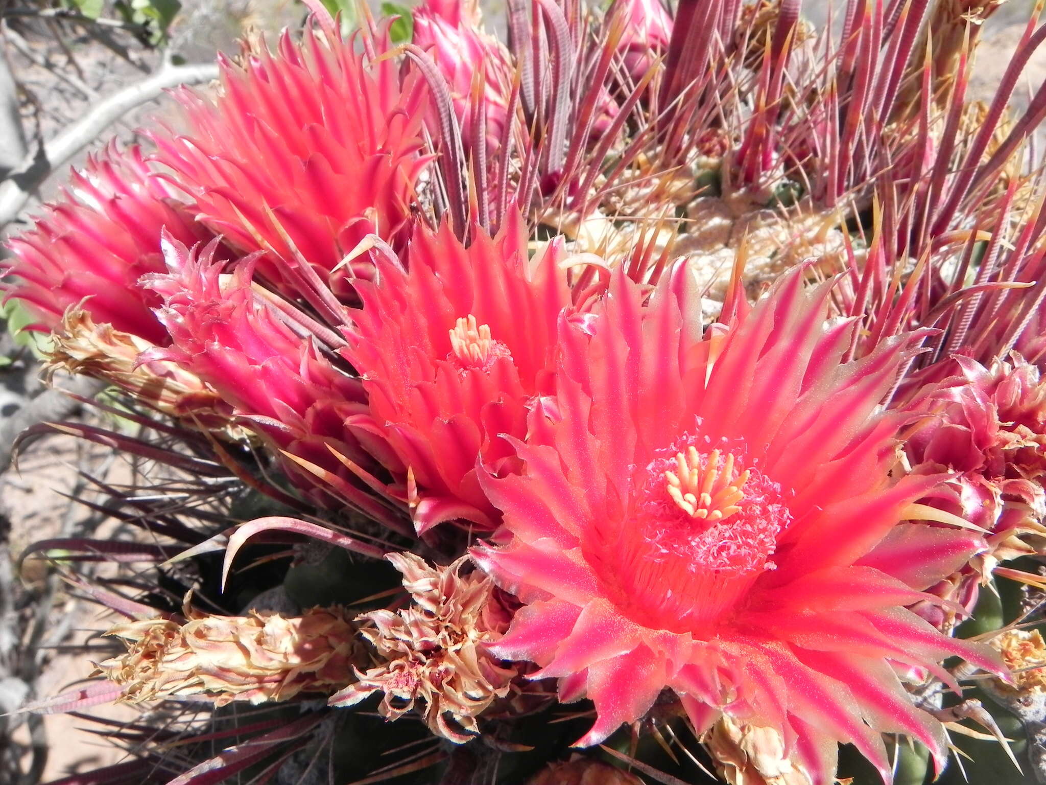 صورة Ferocactus peninsulae (F. A. C. Weber) Britton & Rose