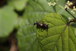 Image of Eparchus insignis (Haan 1842)