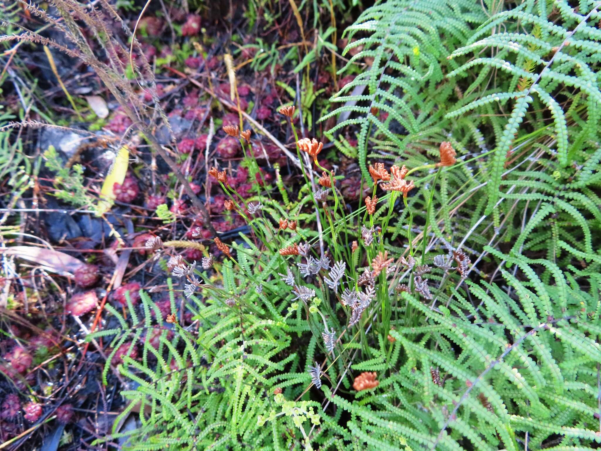 Imagem de Schizaea tenella Kaulf.