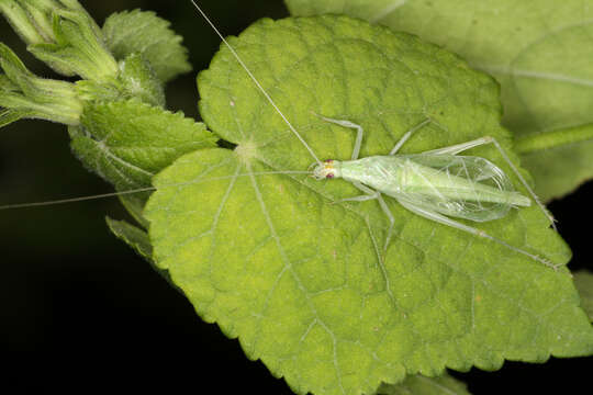 Image of Alexander's Tree Cricket