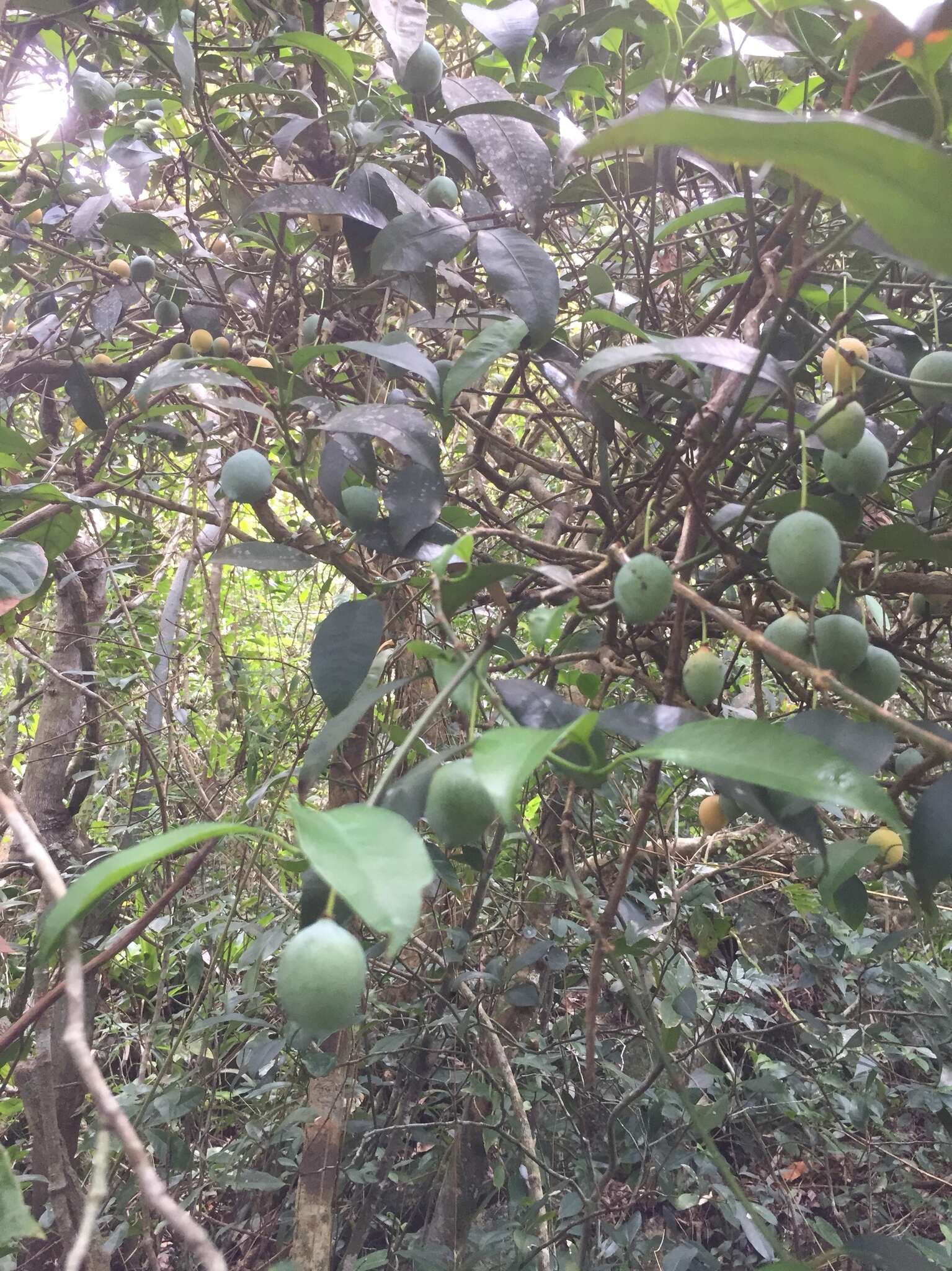 Image of Garcinia gardneriana (Planch. & Triana) D. C. Zappi