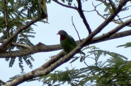 Image of Claret-breasted Fruit Dove