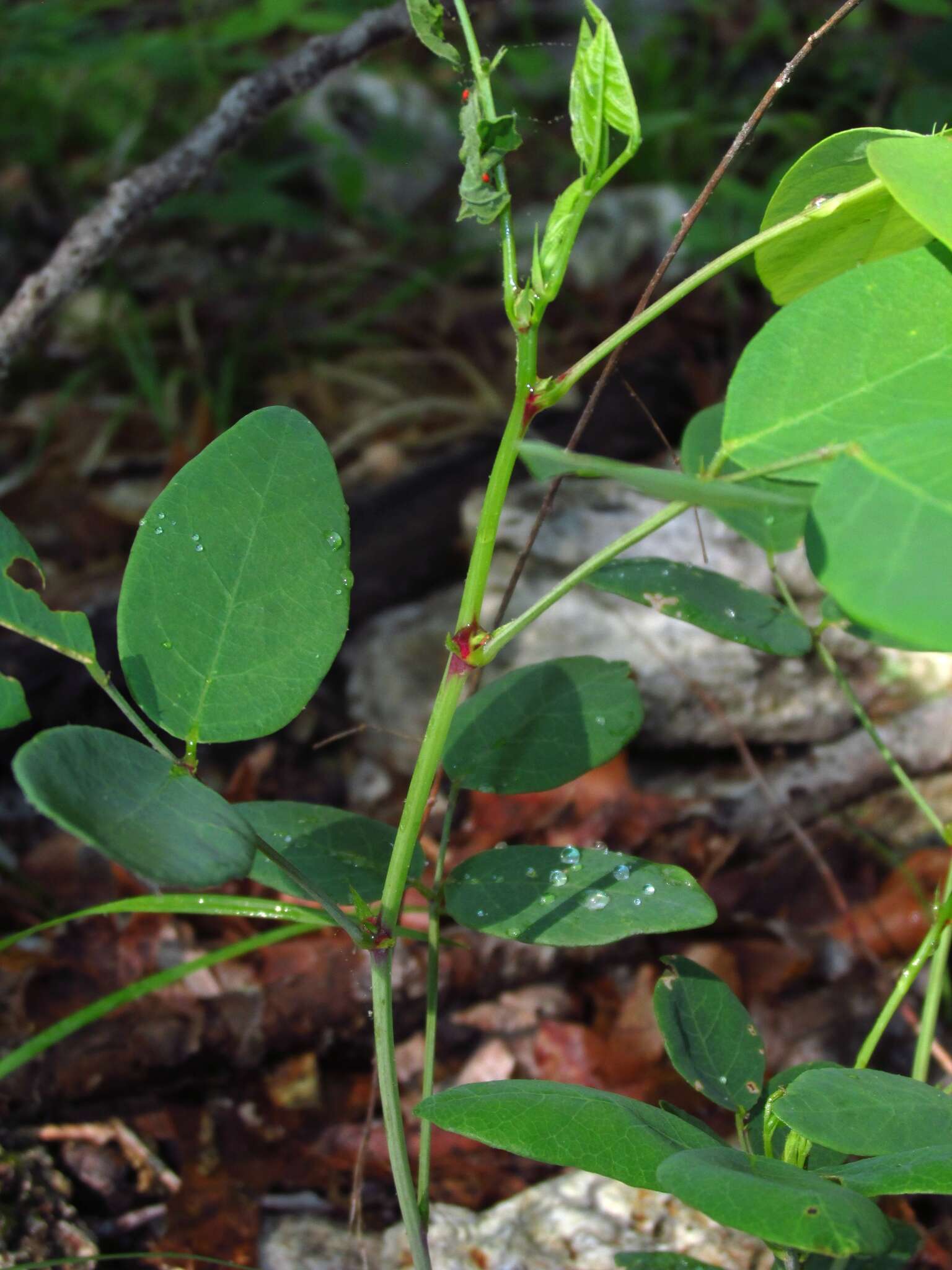 Imagem de Desmodium laevigatum (Nutt.) DC.