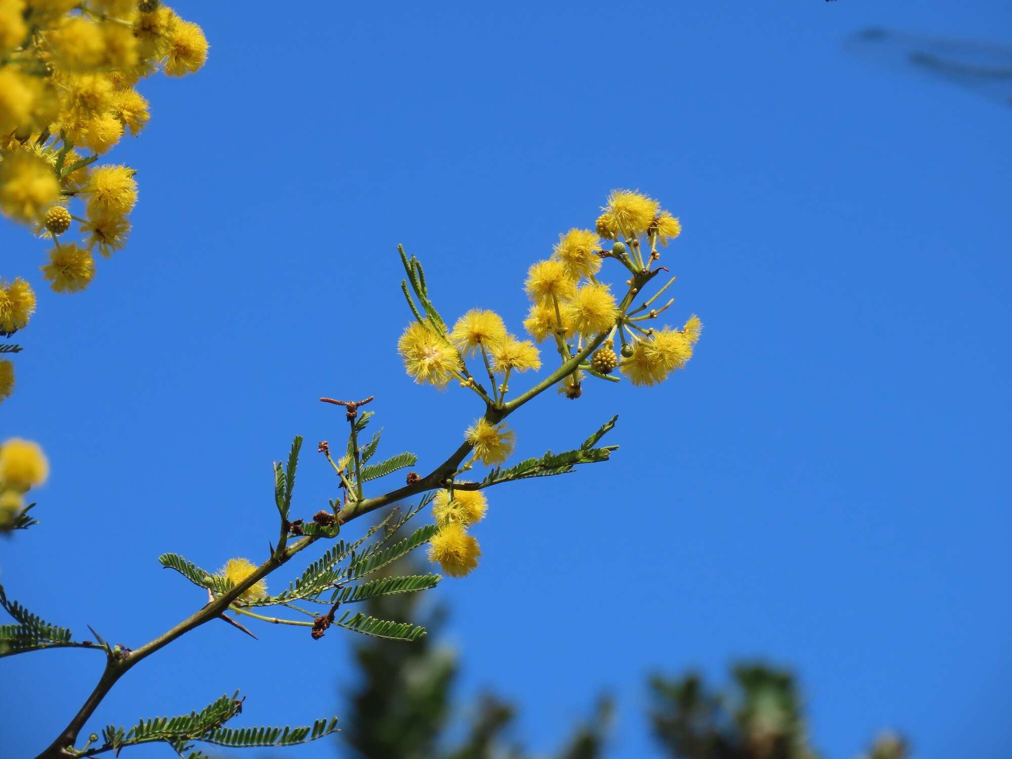 Слика од Vachellia kosiensis (P. P. Sw. ex Coates Palgr.) Kyal. & Boatwr.