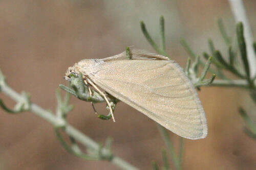 صورة Lithostege odessaria Boisduval 1848