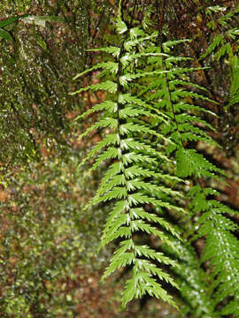 Sivun Asplenium dissectum Sw. kuva