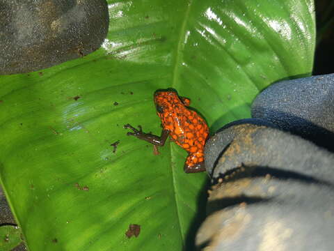 Image of Pichincha poison frog