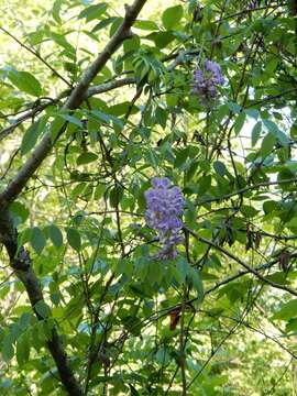 Image of American wisteria