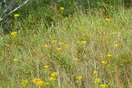 Image de Solidago vossii J. S. Pringle & Laureto