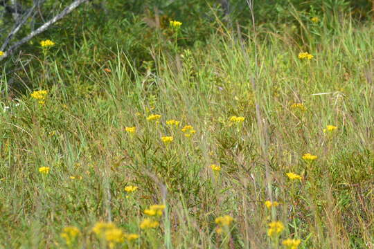 Imagem de Solidago vossii J. S. Pringle & Laureto