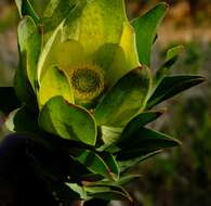 Image of Leucadendron globosum (Kennedy ex Andrews) I. Williams