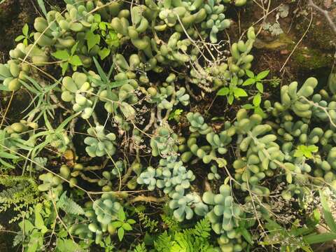 Image of Sedum allantoides Rose