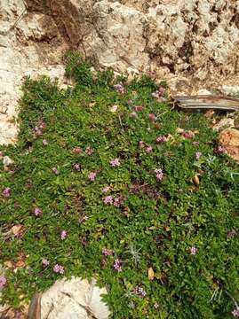 Image of Plocama calabrica (L. fil.) M. Backlund & Thulin