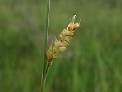 Image of carnation sedge