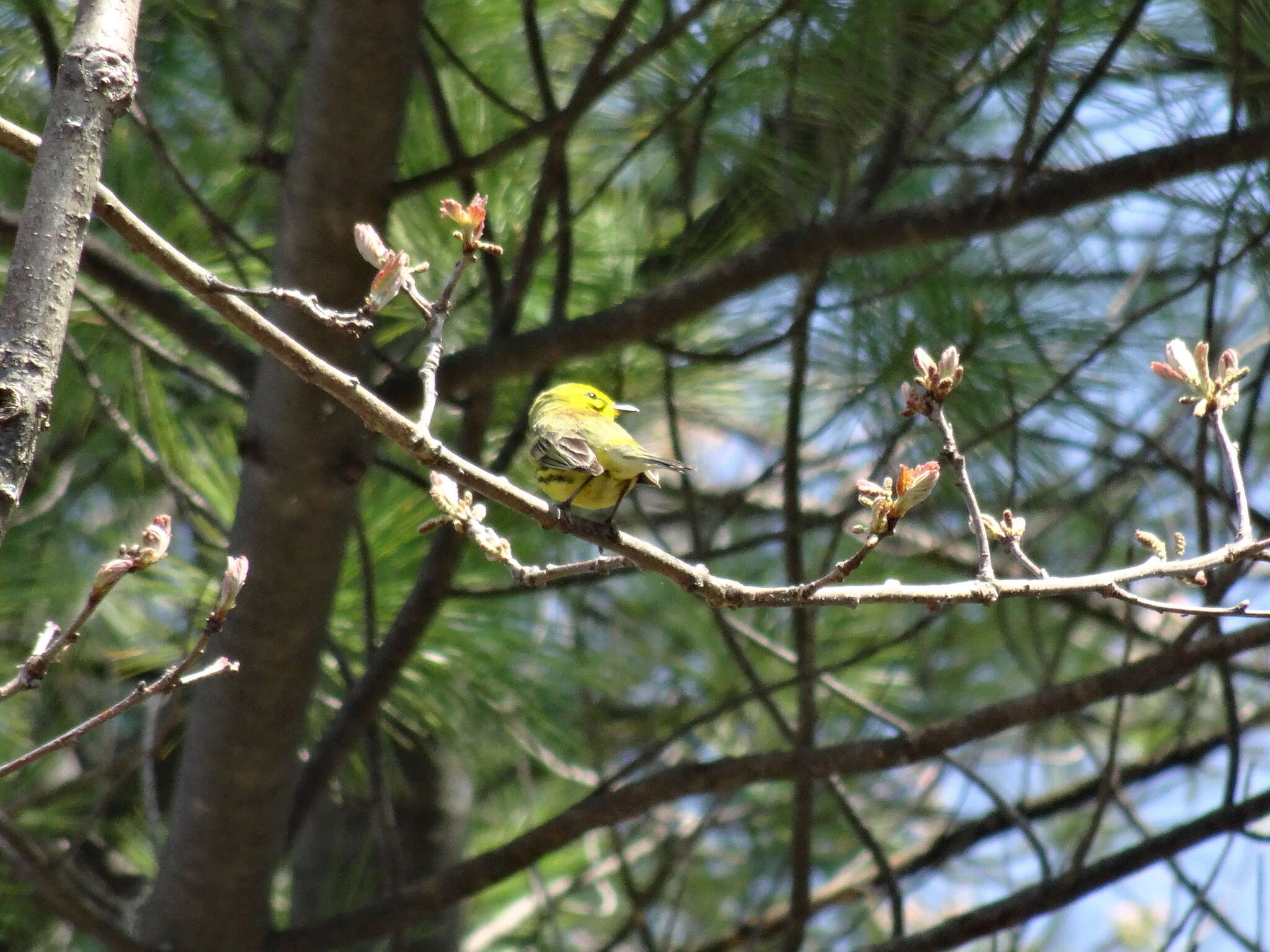 Image of Prairie Warbler