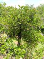 Image of Strawberry bush