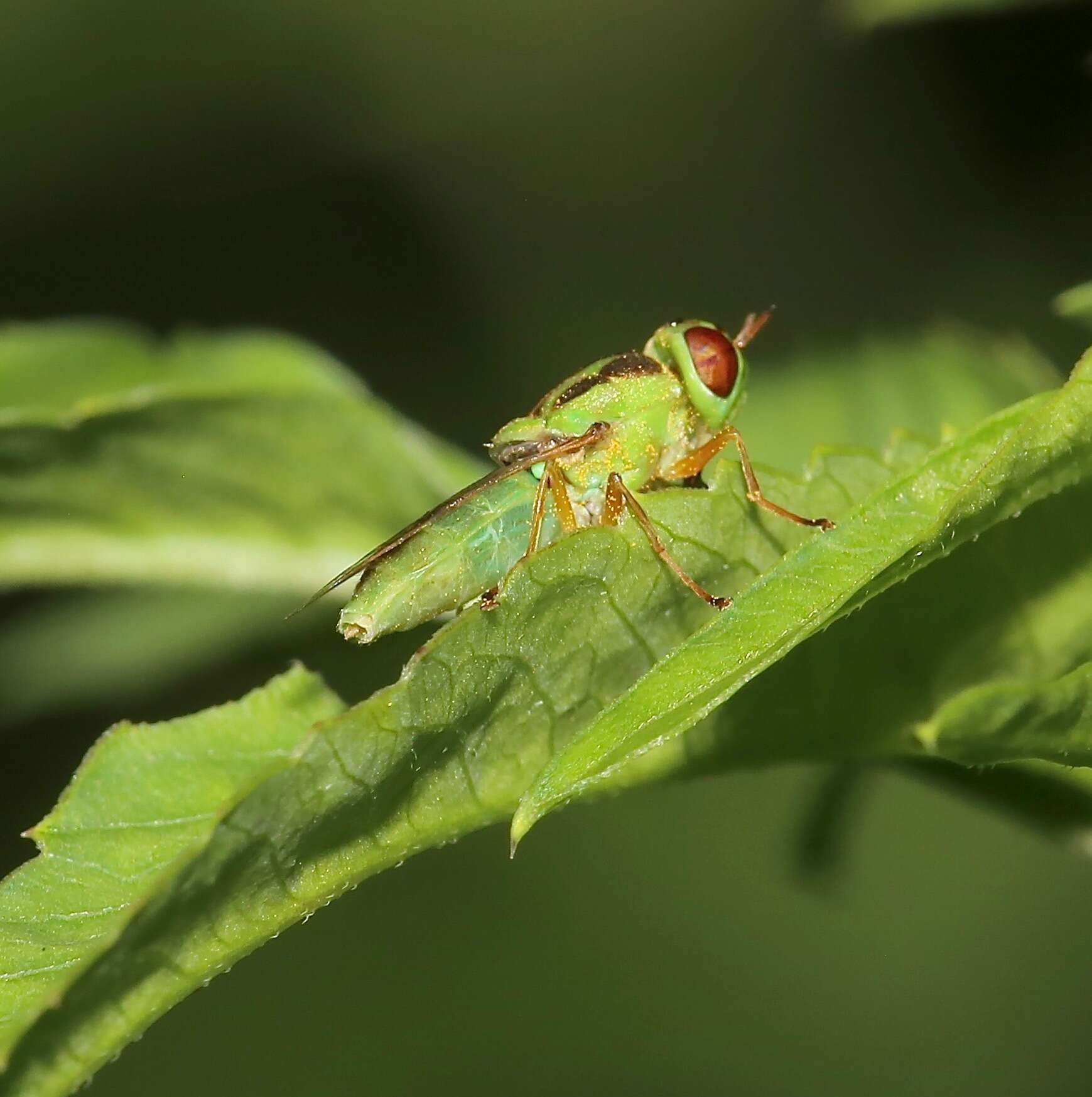 Sivun Hedriodiscus trivittatus (Say 1829) kuva