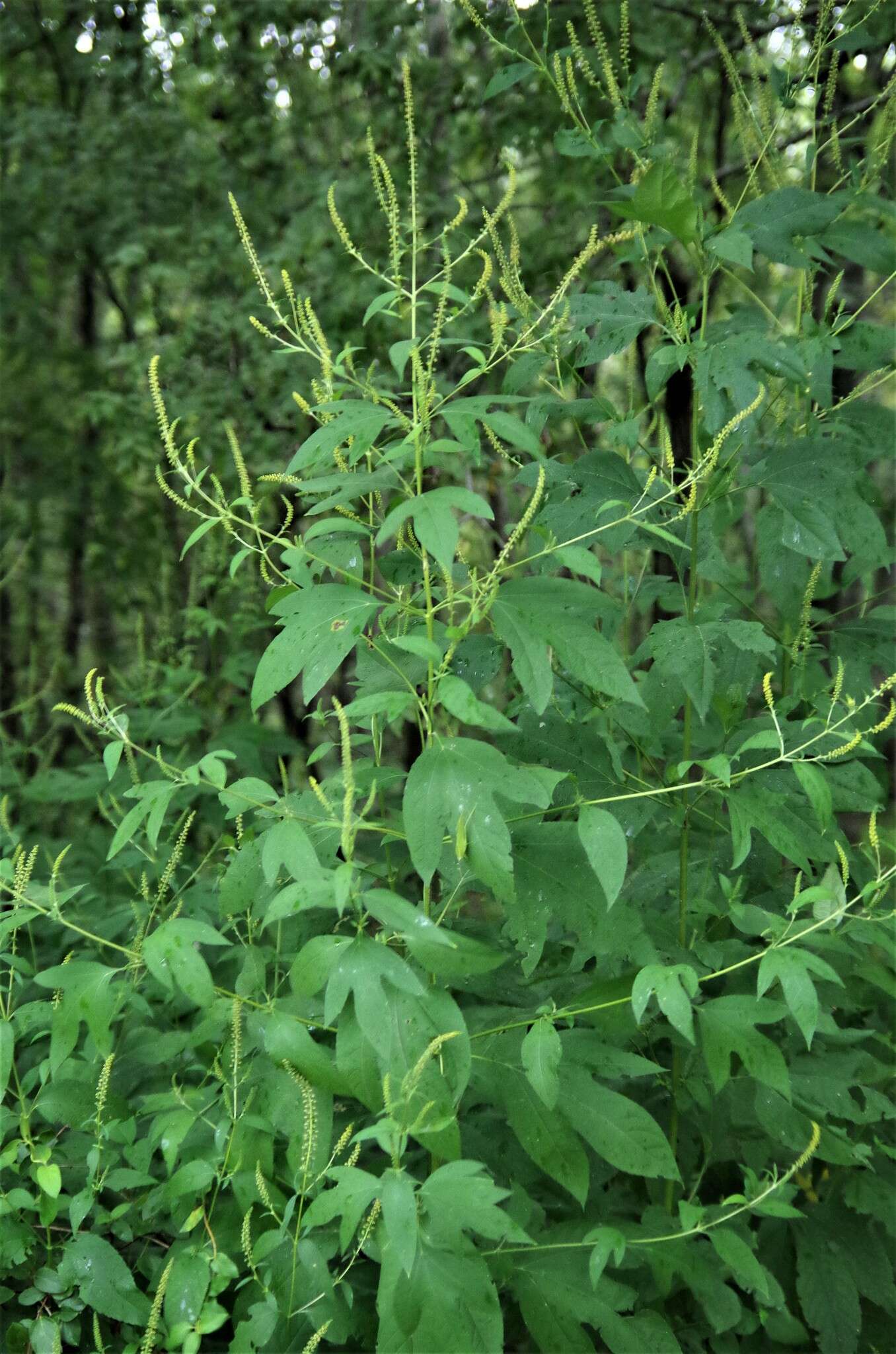 Image of Texan great ragweed