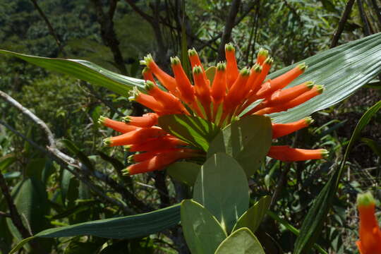 Image of Macleania smithiana J. L. Luteyn