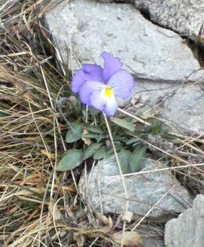 Image of Alpine Pansy