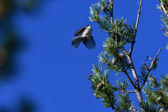 صورة Poecile cinctus lapponicus (Lundahl 1848)