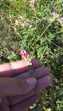 Image of Onobrychis arenaria (Kit.) DC.