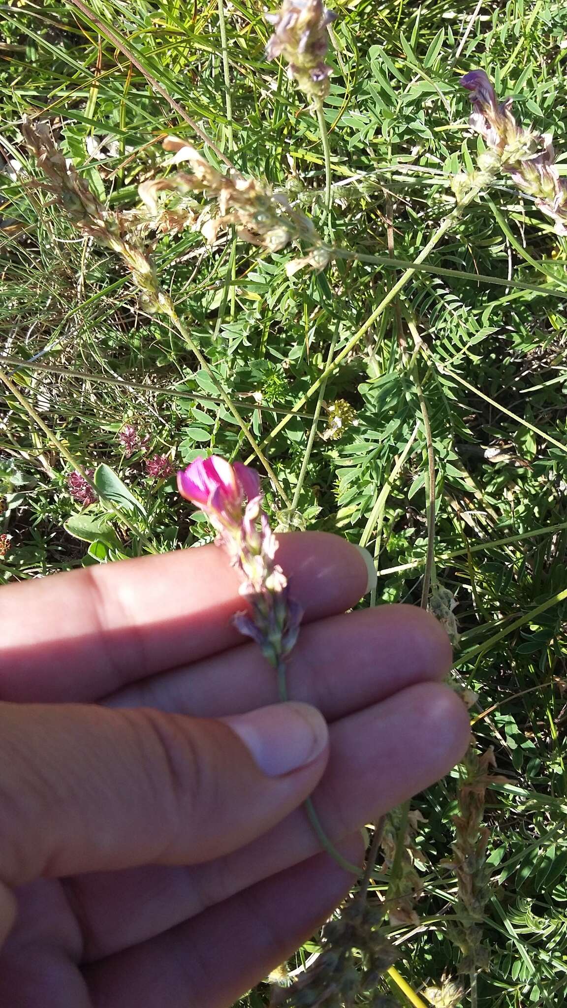 Onobrychis arenaria subsp. miniata (Steven) P. W. Ball的圖片