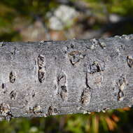 Image of Pinus contorta var. latifolia Engelm.