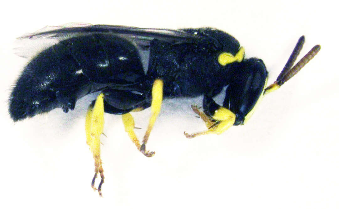 Plancia ëd Hylaeus euxanthus (Cockerell 1910)