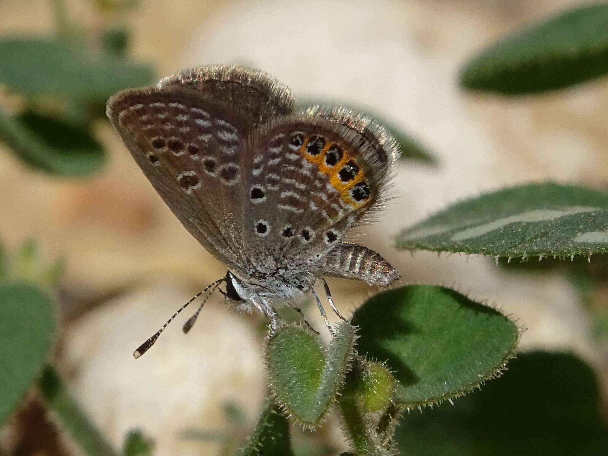 Image of Grass jewel