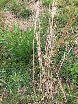 Image of Broomsedge Bluestem