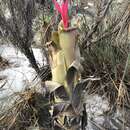 Image of Aechmea bromeliifolia (Rudge) Baker ex Benth. & Hook. fil.