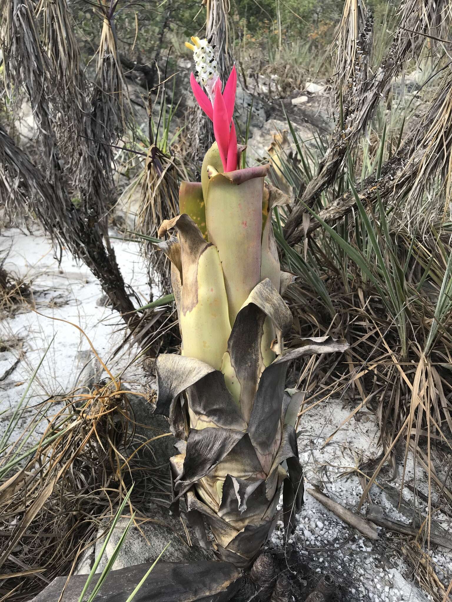 Image of Aechmea bromeliifolia (Rudge) Baker ex Benth. & Hook. fil.