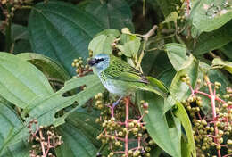 صورة Ixothraupis punctata (Linnaeus 1766)