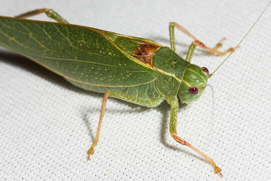 Image of California Angle-wing Katydid