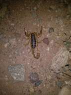 Image of Arizona Hairy Scorpion