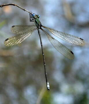 Imagem de Lestes virgatus (Burmeister 1839)