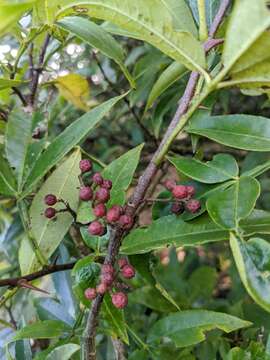 Image of Zanthoxylum armatum DC.