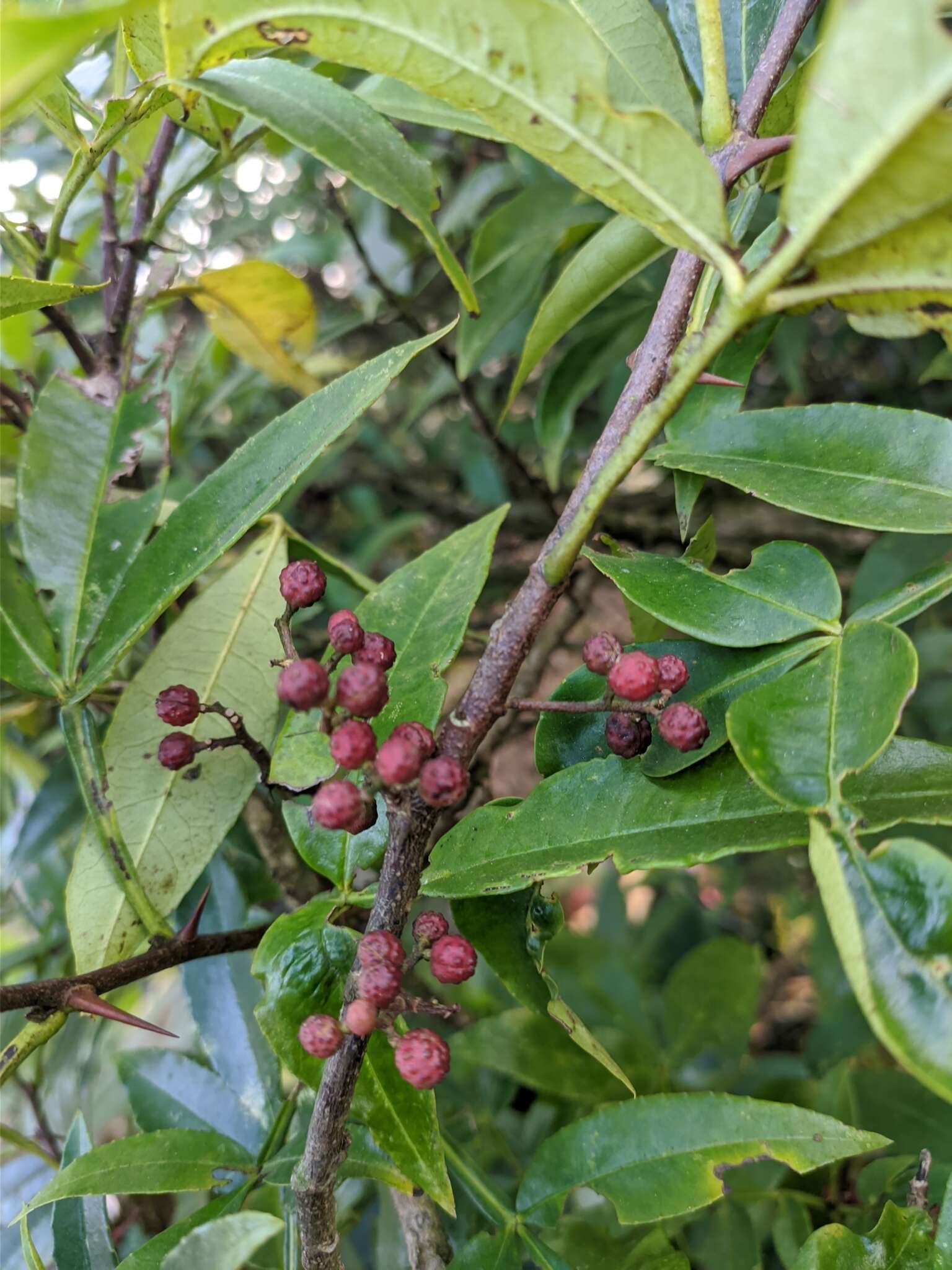 Plancia ëd Zanthoxylum armatum DC.