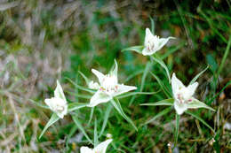 Image of Castilleja arctica Krylov & Sergievsk.