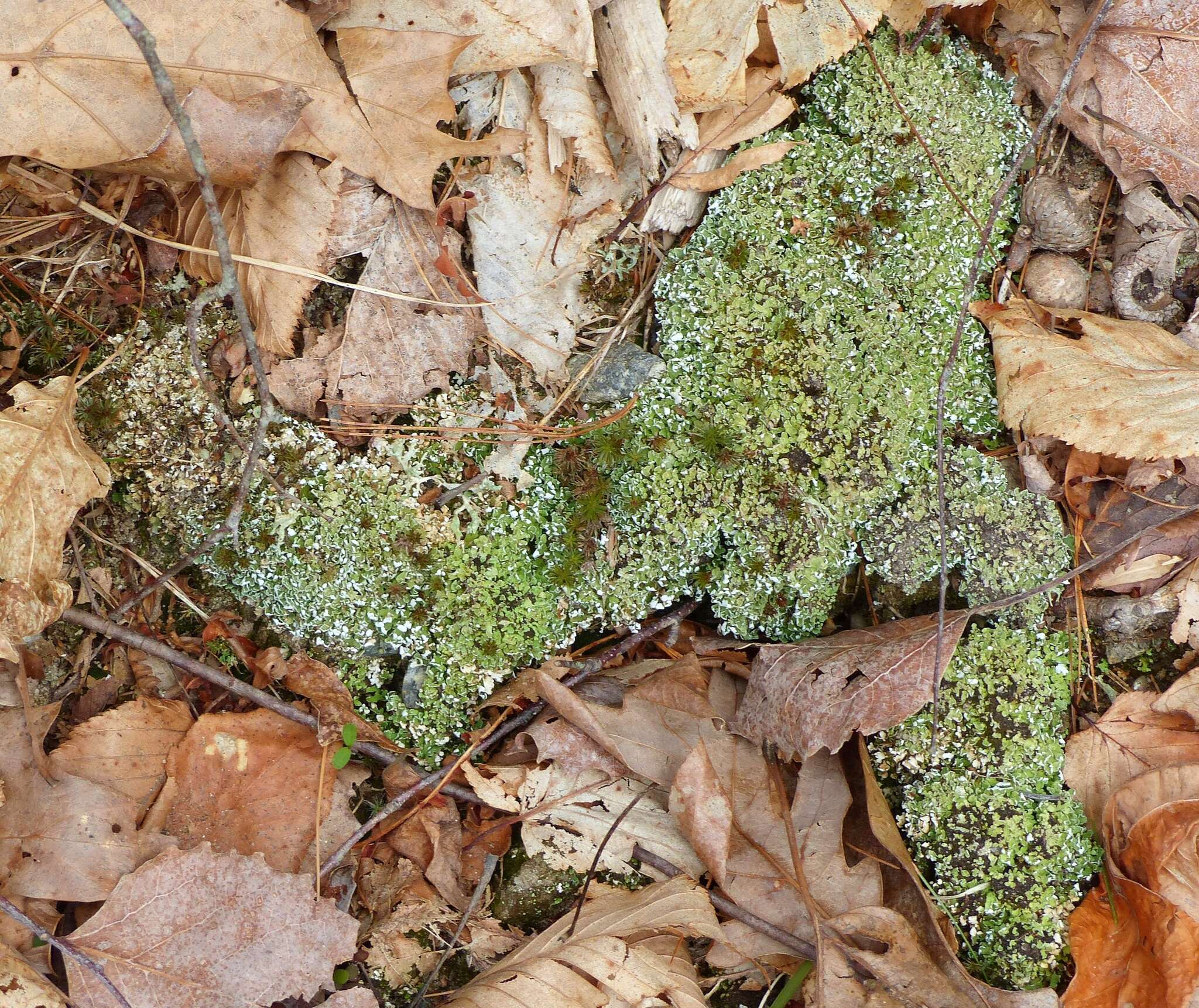 Imagem de Cladonia apodocarpa Robbins