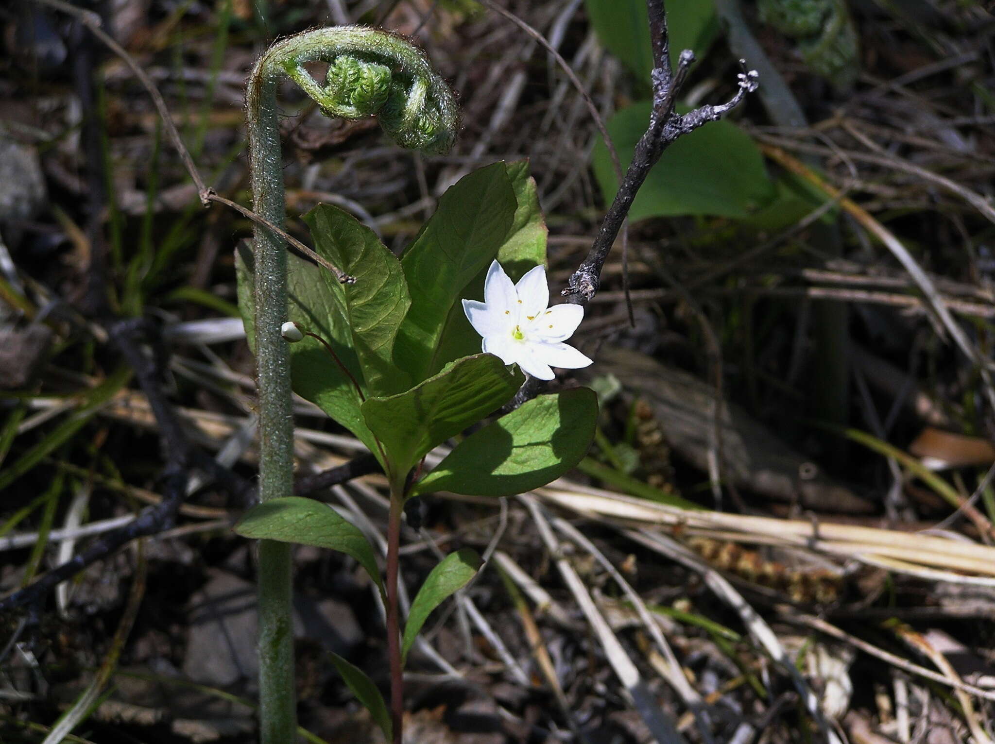 Image of Pteridium latiusculum subsp. japonicum (Nakai) Fraser-Jenkins